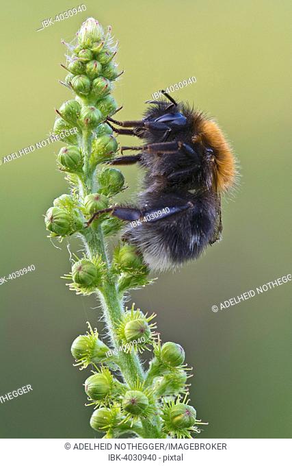 New garden bumblebee (Bombus hypnorum), Burgenland, Austria