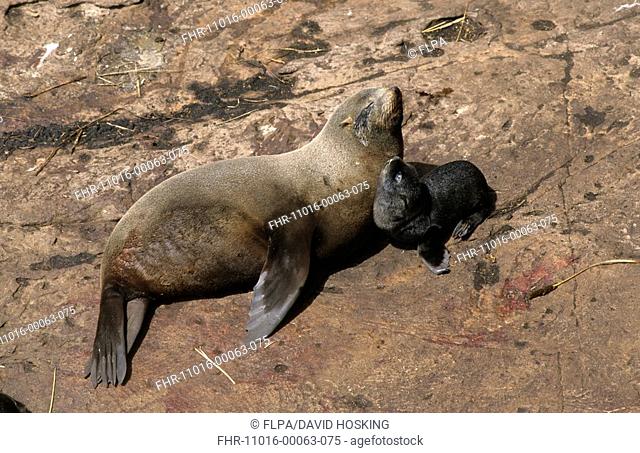 Falkland Island Fur Seal Arctocephalus australis Female with pup - New Island, Falklands