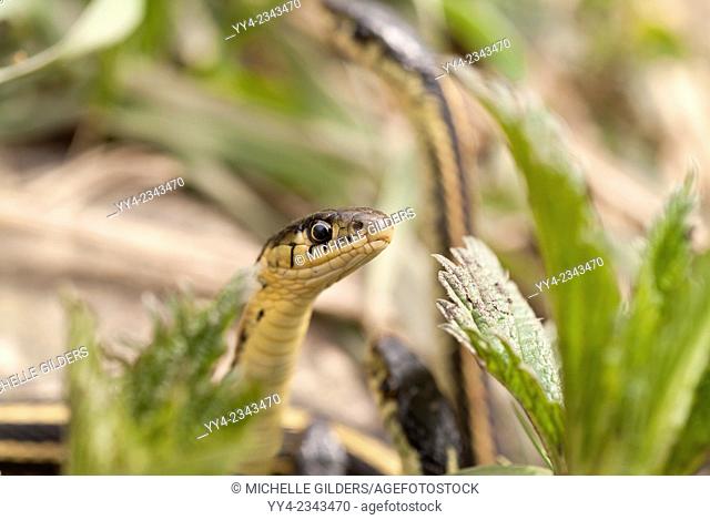 Red-sided garter snake, Thamnophis sirtalis, Narcisse Snake Dens, Narcisse, Manitoba, Canada