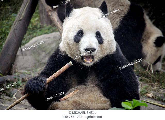 Chengdu Research Base of Giant Panda Breeding, Chengdu, Sichuan Province, China, Asia
