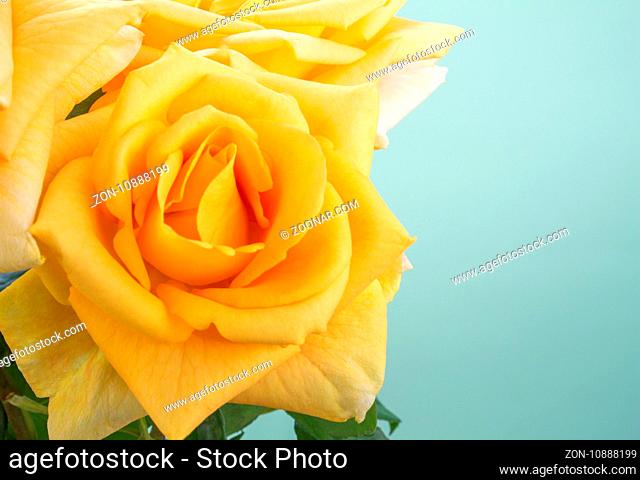 Bright yellow big rose closeup isolated on pale sea green background with copy space - photograph