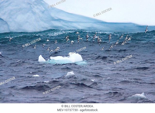 Pintado or Cape Petrel - Flock in flight near iceberg (Daption capense)
