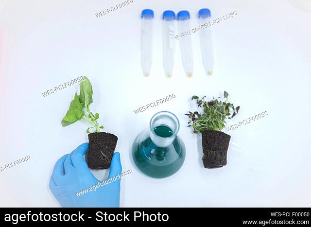Flask with chemical amidst plants on table in laboratory