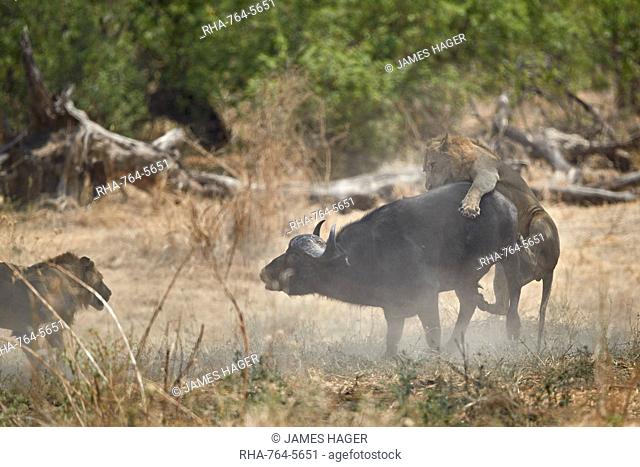 Two male lion (Panthera leo) attacking a Cape Buffalo (African Buffalo) (Syncerus caffer), Ruaha National Park, Tanzania, East Africa, Africa