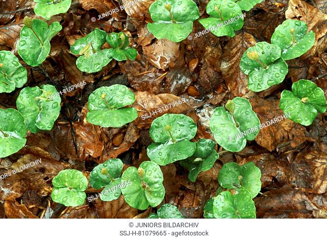 European Beech, Common Beech (Fagus sylvatica), sprouting seedlings in leaf litter. Germany