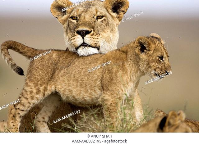 Lioness resting her chin on the back of a cub aged 9-12 months (Panthera leo). Maasai Mara National Reserve, Kenya. Aug 2008