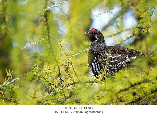 Canada, Quebec province, Charlevoix, Great Gardens Conservation Park, Canada Grouse male (Falcipennis canadensis) in larch (Larix laricina), autumn, IUCN LC