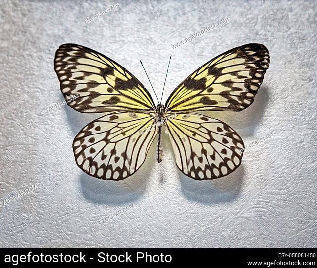 Beautiful tropical butterfly, white idea or forest nymph Latin idea Leuconoe . Close-up on a gray background