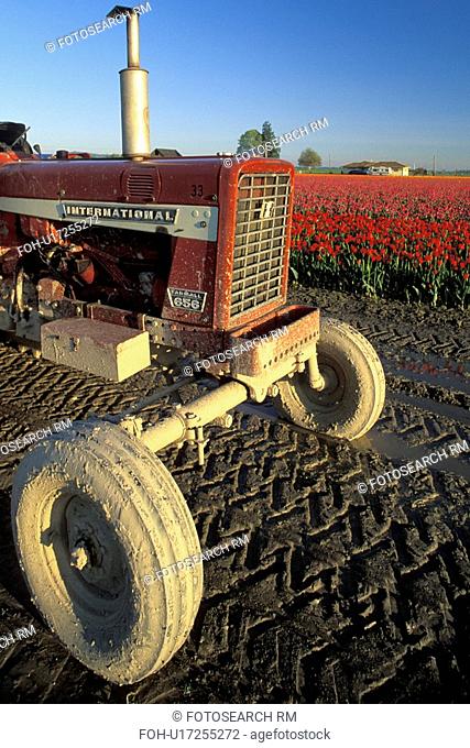 mt, field, mount, tulips, red, tractor