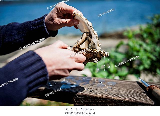 Hands opening fresh oyster shell