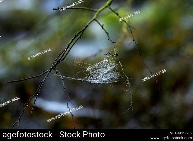 a spider web covered with dew drops hangs in the branches, in the forest at totengrund, nature reserve near bispingen, lüneburg heath nature park, germany