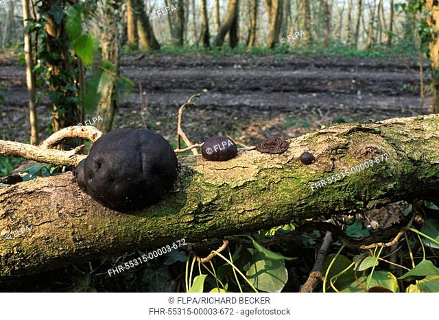 Cramp Balls Daldinia concentrica fruiting body on fallen ash log, Shropshire, England
