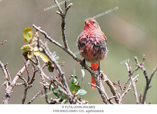 Pink-tailed Bunting Urocynchramus pylzowi adult male, wet after bathing, Qinghai Province, Tibetan Plateau, China, august