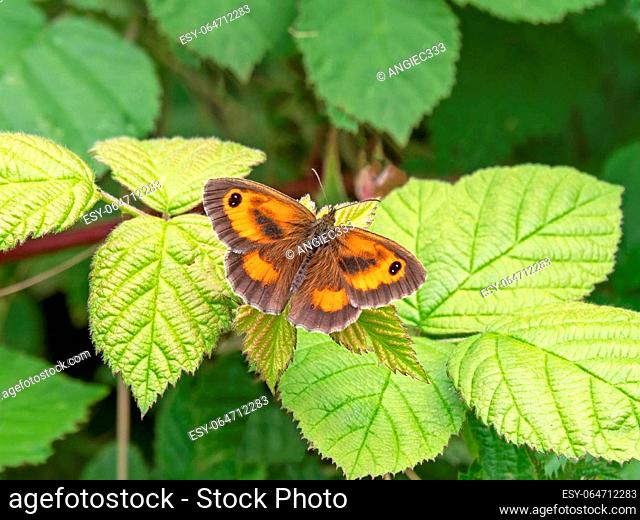 Closeup of a beautiful gatekeeper butterfly, Pyronia tithonus, resting with open wings on a blackberry leaf