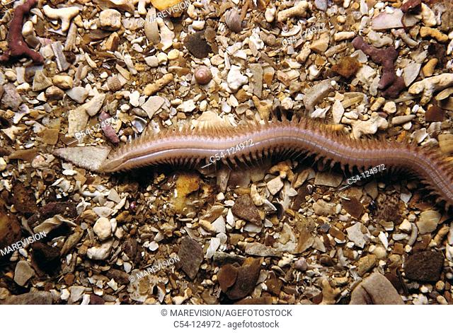 Sand worm (Nephtys caeca). Ria of Vigo, Pontevedra province, Galicia, Spain