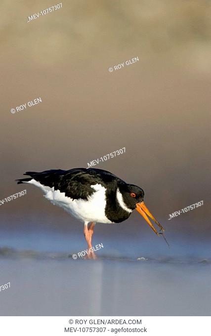 (Eurasian) Oystercatcher - Groundlevel view of bird on tidal mudflats feeding on a worm. (Haematopus ostralegus)