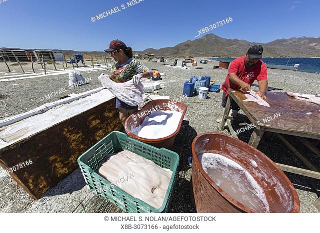 Local shark fisherman cleaning and salting their catch on Belcher Point, Magdalena Island, BCS, Mexico