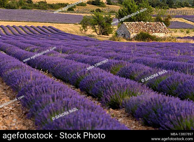 Stone house in the lavender fields near Ferrassières, evening light, France, Auvergne-Rhône-Alpes, Département Drôme, Plateau d'Albion