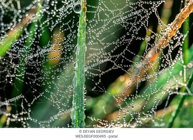 Cobweb with dewdrops, close-up