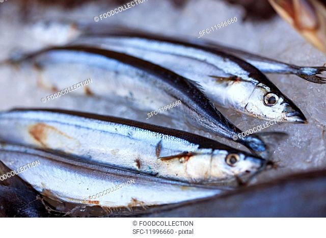 Fresh sardines at a market