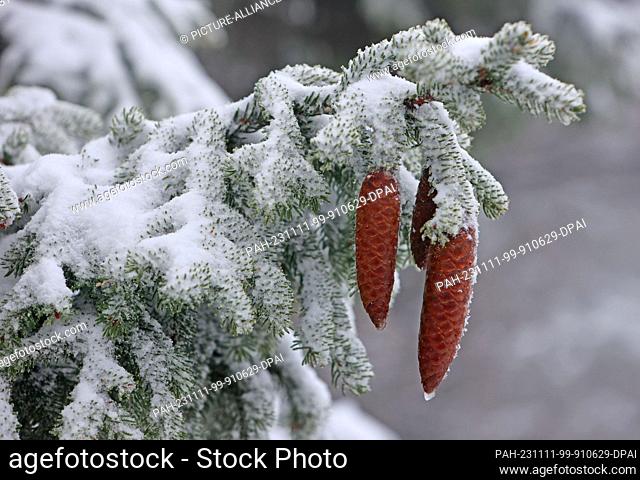 11 November 2023, Saxony-Anhalt, Schierke: Spruce cones hang from a spruce covered in snow on the Brocken. On Saturday night