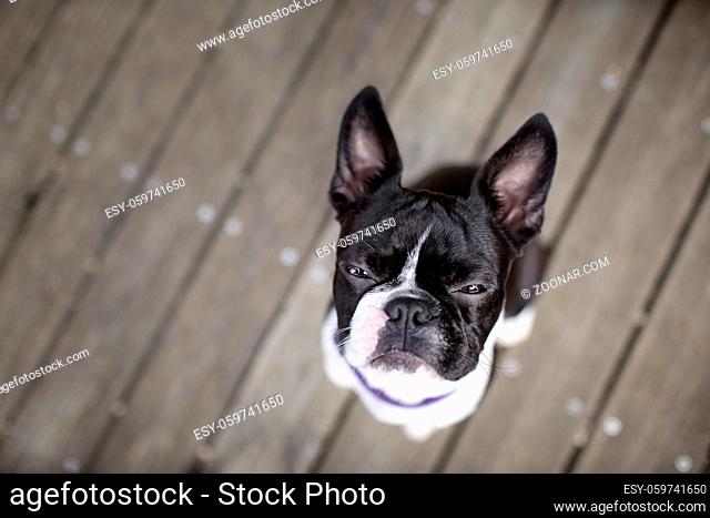 Close Up of a Black and White Boston Terrier Face