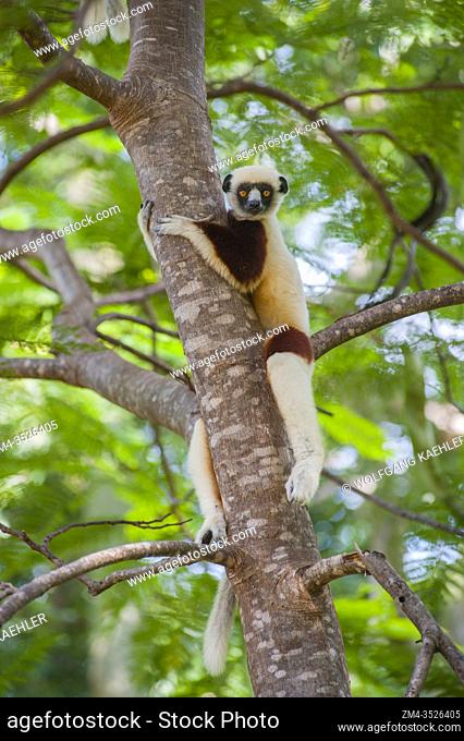 A Coquerel's sifaka (Propithecus coquereli) in a tree at Anjajavy Resort in Madagascar