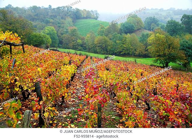 Vineyards in autumn. Cangas del Narcea. Comarca Fuentes del Narcea. Asturias. Spain