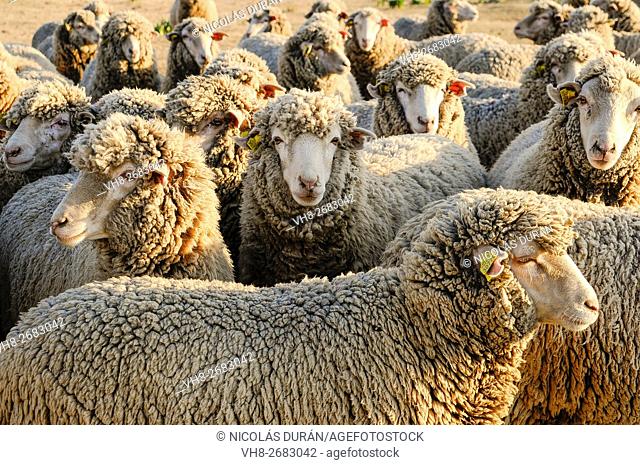 Flock of merino sheep. Sierra de San Pedro. San Vicente de Alcantara. Province of Badajoz. Extremadura. Spain