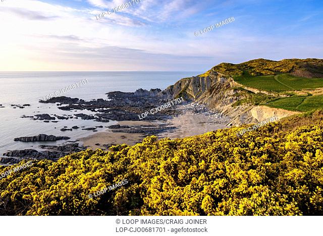 Gorse flowering in spring on the cliff top overlooking Rockham Beach on the North Devon coast