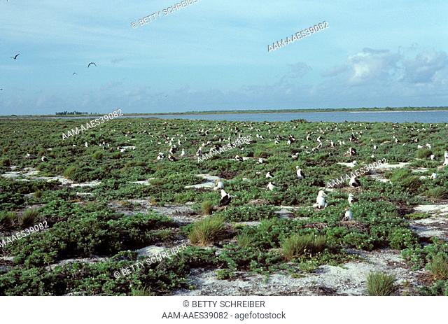 Lesser Frigatebird colony, (Fregata ariel), Christmas Island, Pacific