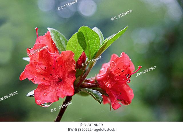 Rhododendron (Rhododendron spec.), flowers in rain