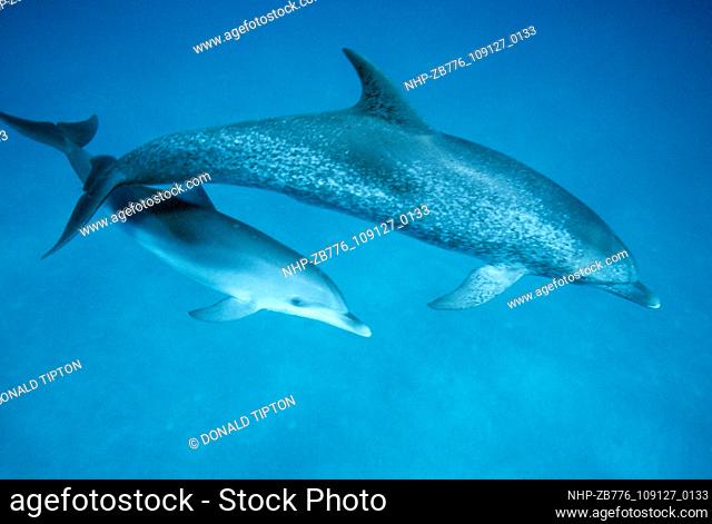 Mother and baby Atlantic Spotted Dolphin, Bahamas near Bimini Date: 16/10/2003  Ref: ZB776-109127-0133  COMPULSORY CREDIT: Oceans Image/Photoshot