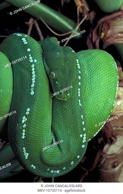 Green Python - Coiled (Chondropython viridis)