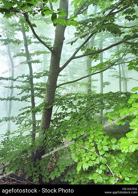 Misty beech forest (Fagus sylvatica) at Coll Sesferreres site. Summer time at Montseny Natural Park. Barcelona province, Catalonia, Spain