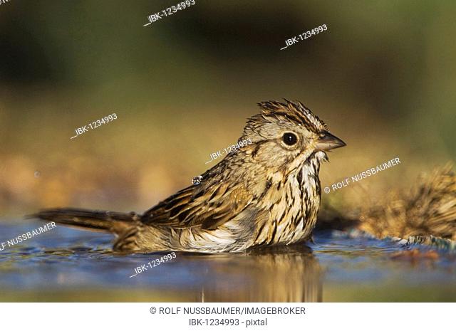 Lincoln's Sparrow (Melospiza lincolnii), adult bathing, Uvalde County, Hill Country, Texas, USA