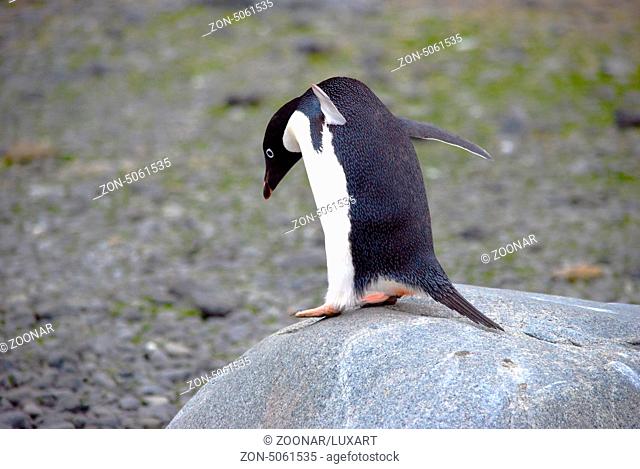 Cute Adelie Penguin afraid to hop down from the rock