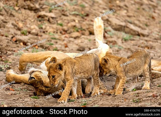 Africa, Zambia , South Luangwa National Park, Lioness (Panthera leo), with her cubs