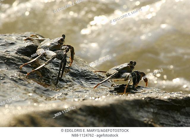 Crabs, Laguna de Unare, Venezuela