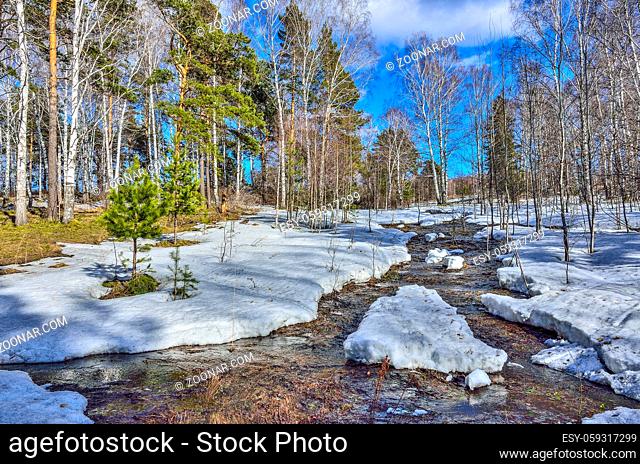 Early spring landscape in the forest where white birches, green pine trees and first young grass, with melting snow and brook at bright sunny day with blue sky