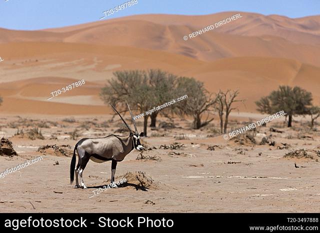 South African Oryx in Sossusvlei, Oryx gazella, Namib Naukluft Park, Namibia