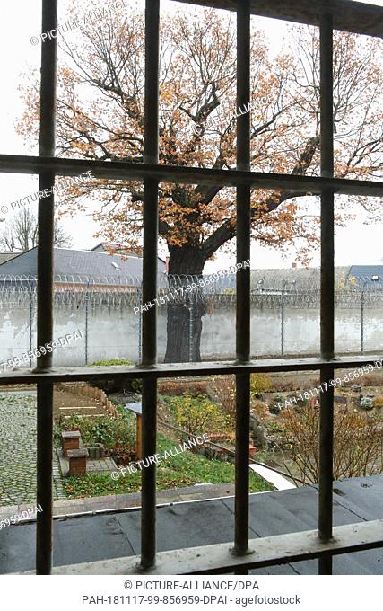 13 November 2018, Thuringia, Hohenleuben: A protected oak tree is located in the security area of the Hohenleuben correctional facility