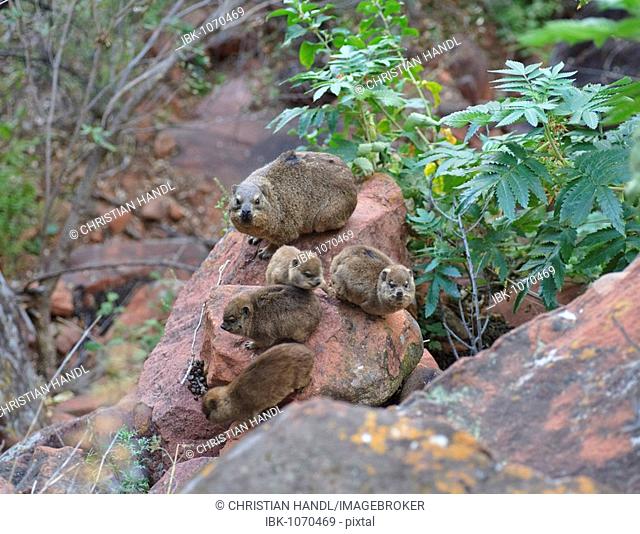 Rock Hyrax (Procavia capensis) with young animals in the Waterberg National Park, Namibia, Africa