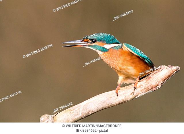 Common Kingfisher (Alcedo atthis), young female, perched on a branch, threatening gesture, North Hesse, Hesse, Germany