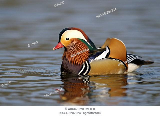 Mandarin Duck, male, Aix galericulata, side