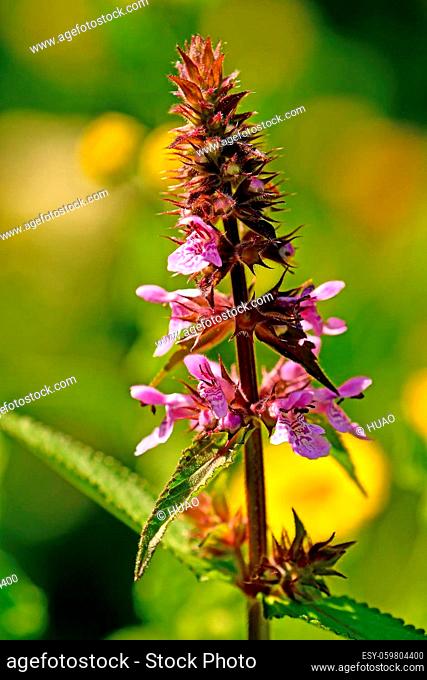 common hedgenettle, medicinal herb with flower in summer