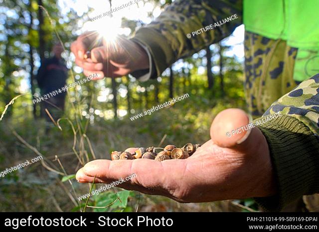 13 October 2021, Saxony-Anhalt, Derenburg: Andre Salomon, local mayor of Derenburg, shows a collected acorn. On 16 October 2021