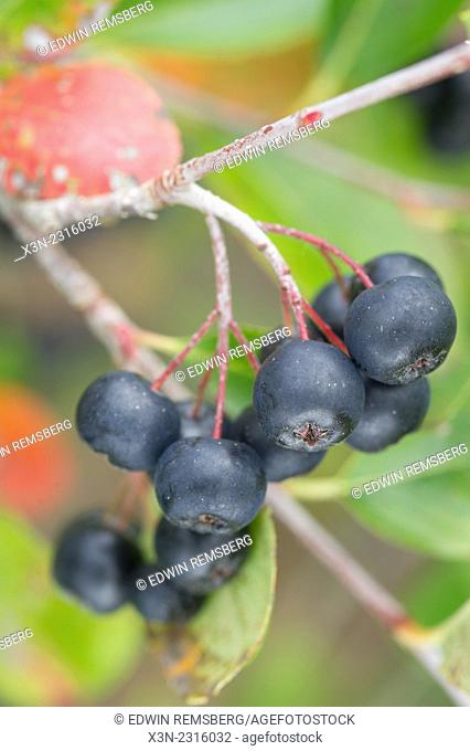 Wild Aronia (Chokeberry) (Melanocarpa)