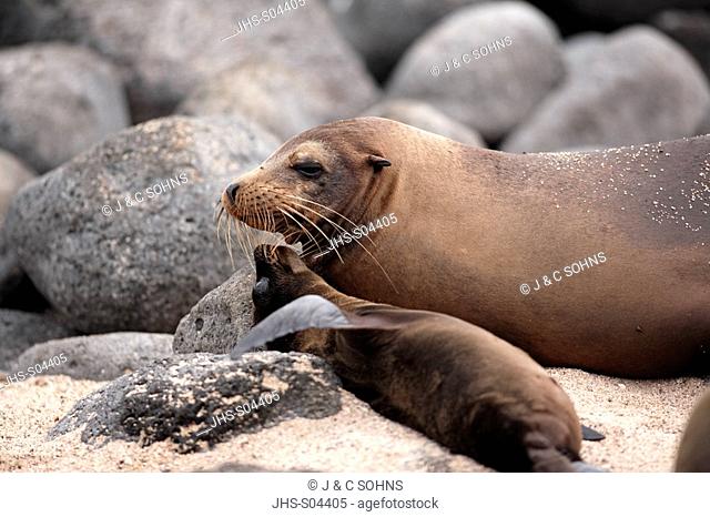 Galagagos Sea Lion, Zalophus californianus wollebaecki, Galapagos Islands, Ecuador, adult, female, with pup, social behaviour