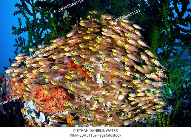 Golden Sweepers under Tubastrea Coral, Parapriacanthus ransonneti, Buyat Bay, North Sulawesi, Indonesia